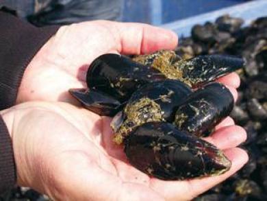 frutti di mare crudi